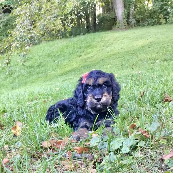 Duke, Cavapoo Puppy