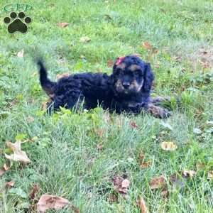 Duke, Cavapoo Puppy