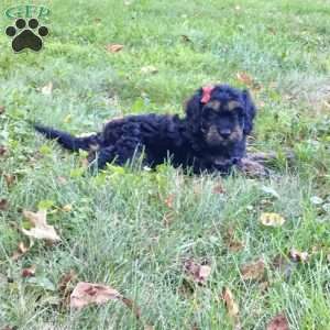 Duke, Cavapoo Puppy