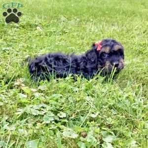 Duke, Cavapoo Puppy