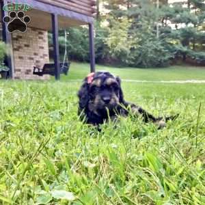 Duke, Cavapoo Puppy