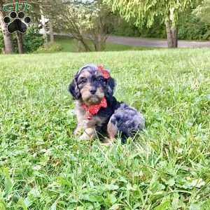 Dash, Cavapoo Puppy