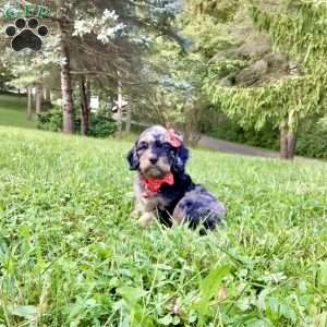 Dash, Cavapoo Puppy