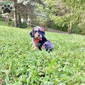 Dash, Cavapoo Puppy