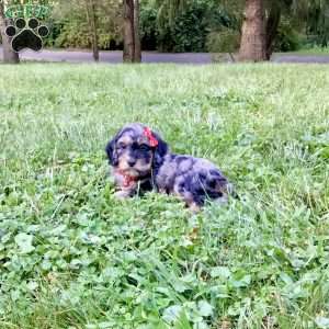 Dash, Cavapoo Puppy