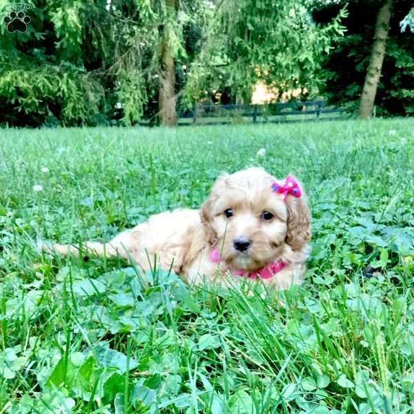 Darcy, Cavapoo Puppy