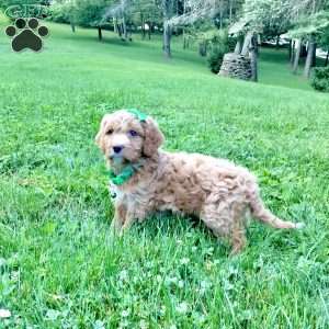 Denver, Cavapoo Puppy