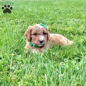 Denver, Cavapoo Puppy