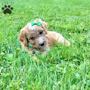 Denver, Cavapoo Puppy