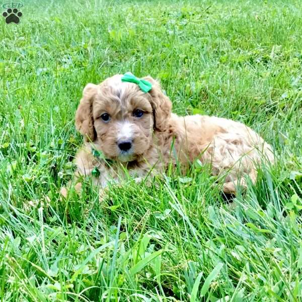 Denver, Cavapoo Puppy