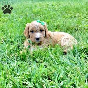 Denver, Cavapoo Puppy