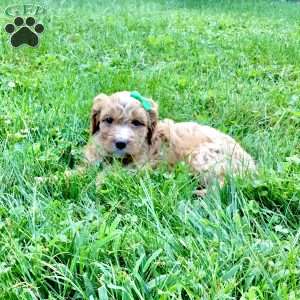 Denver, Cavapoo Puppy