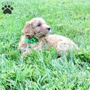 Denver, Cavapoo Puppy