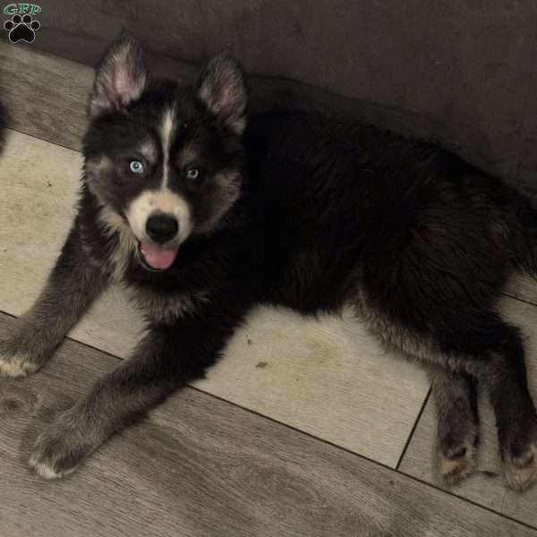 Selena, Siberian Husky Puppy