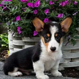 Kairo, Pembroke Welsh Corgi Puppy