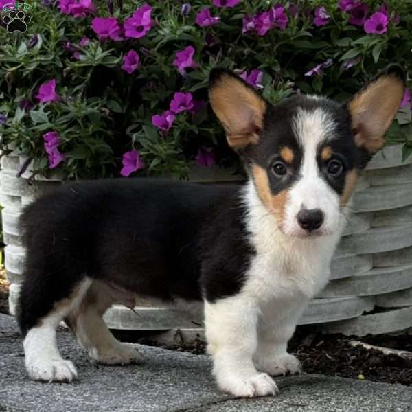 Kairo, Pembroke Welsh Corgi Puppy