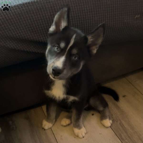 Bingo, Siberian Husky Puppy