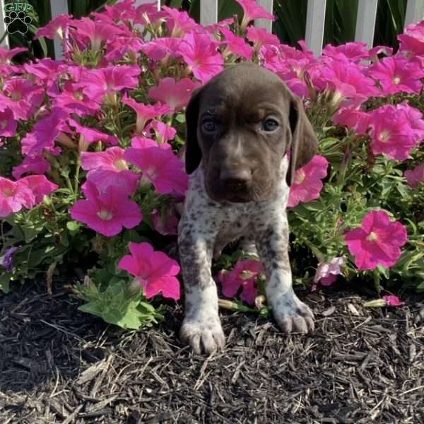 Moose, German Shorthaired Pointer Puppy