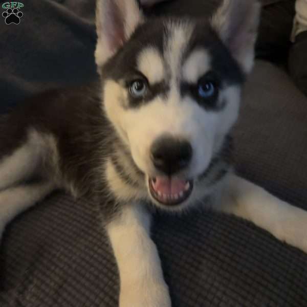 Luna, Siberian Husky Puppy