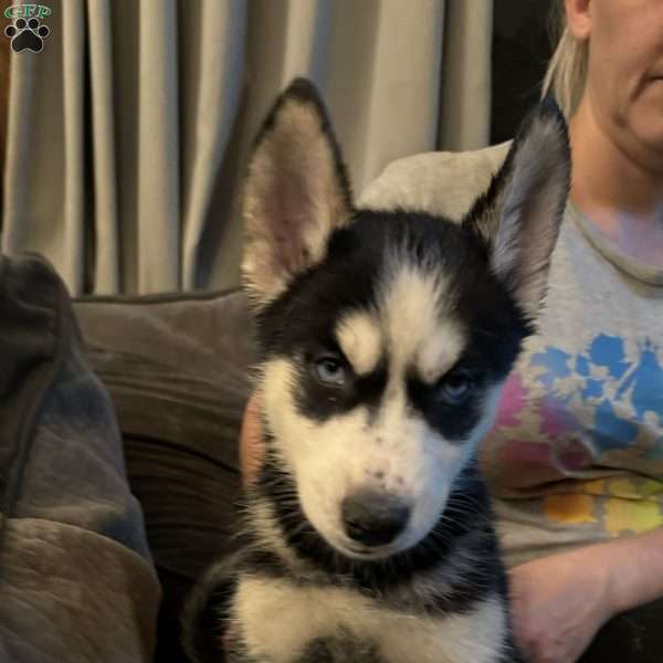 Lassie, Siberian Husky Puppy