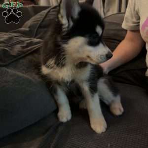 Lady, Siberian Husky Puppy