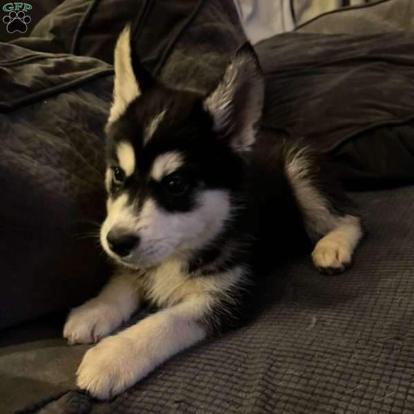 Lady, Siberian Husky Puppy