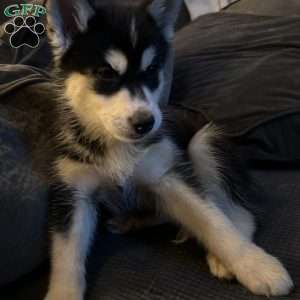 Lady, Siberian Husky Puppy