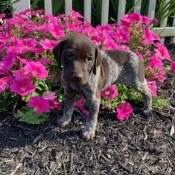 Macey, German Shorthaired Pointer Puppy