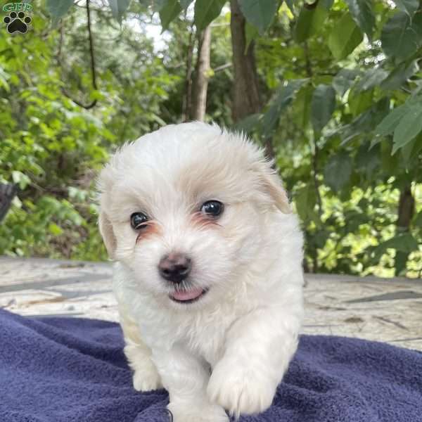 Hannah, Coton de Tulear Puppy