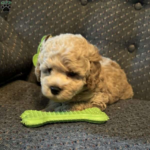 Oliver, Toy Poodle Puppy