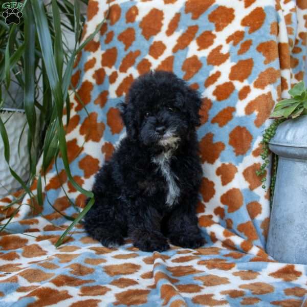 Nolan, Miniature Poodle Puppy