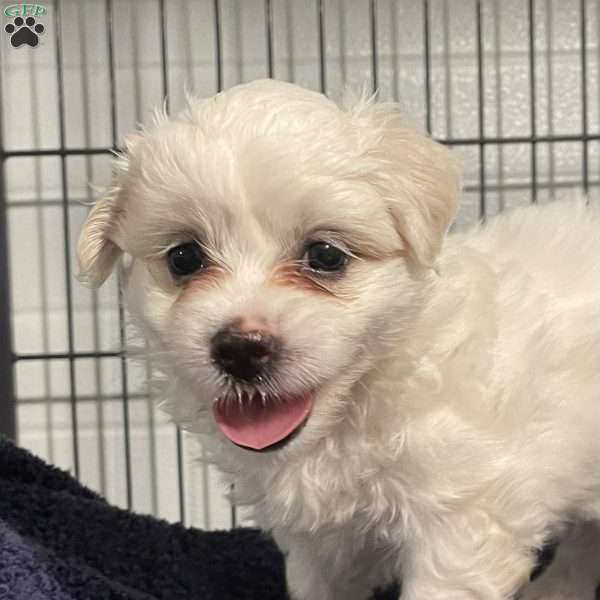 Janna, Coton de Tulear Puppy