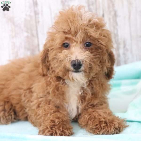 Trigg, Miniature Poodle Puppy