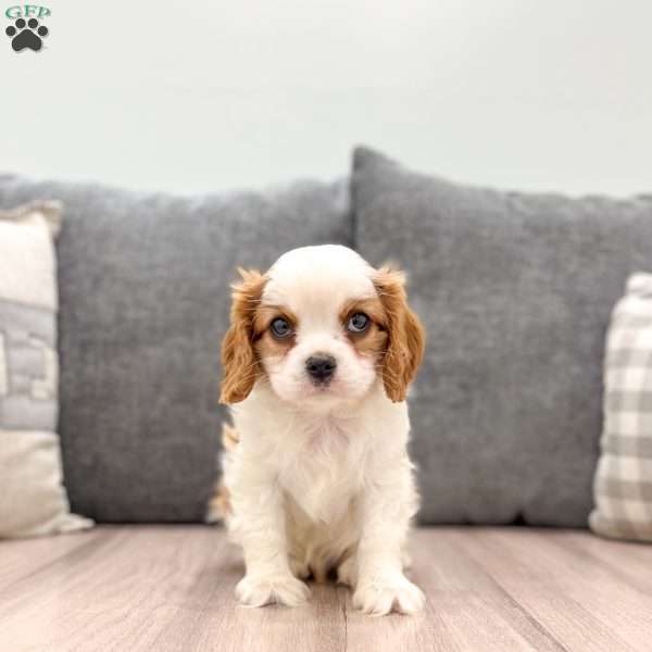 Leo, Cavalier King Charles Spaniel Puppy