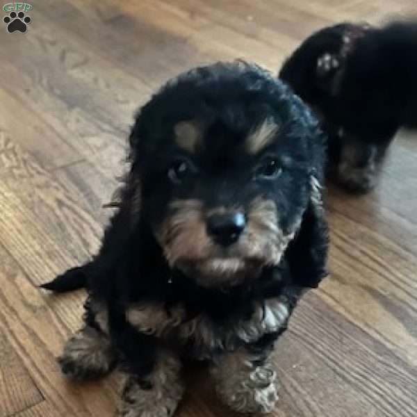 Sasha, Cavapoo Puppy