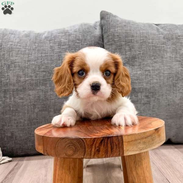 Jaxon, Cavalier King Charles Spaniel Puppy