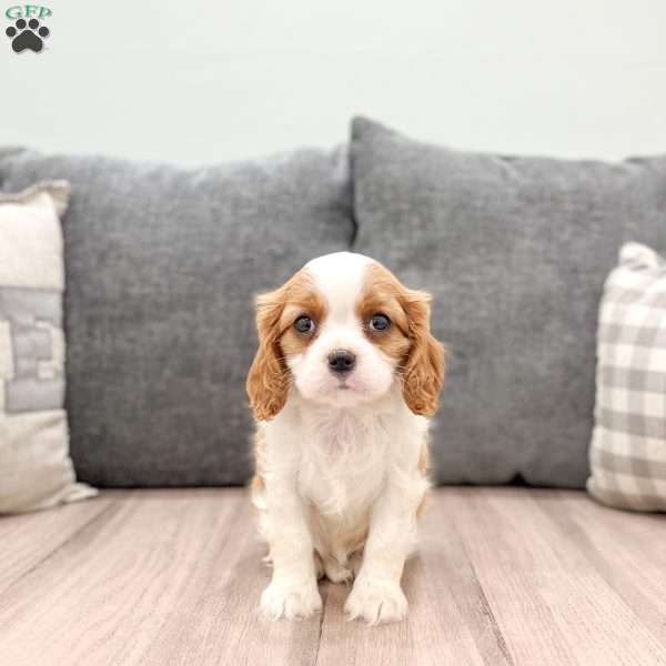 Trixie, Cavalier King Charles Spaniel Puppy