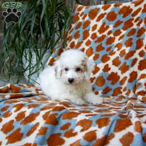 Nellie, Miniature Poodle Puppy