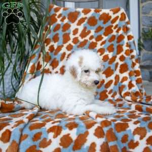 Nellie, Miniature Poodle Puppy