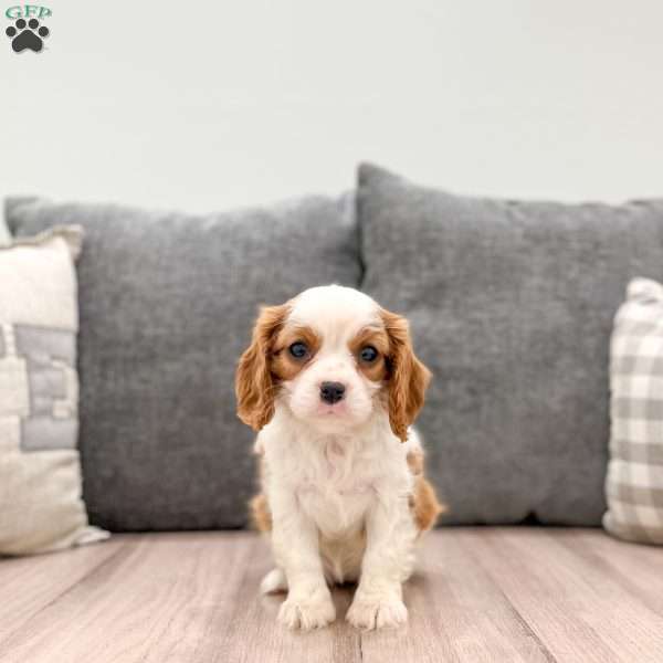 Gracie, Cavalier King Charles Spaniel Puppy