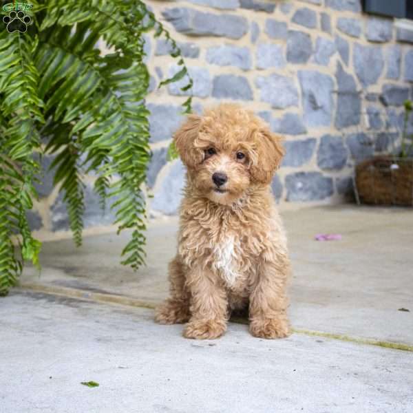 Niko, Miniature Poodle Puppy