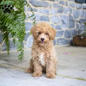 Niko, Miniature Poodle Puppy