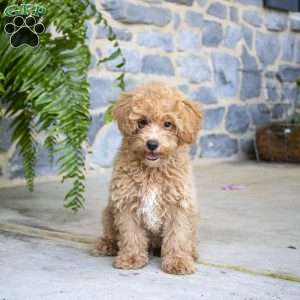 Niko, Miniature Poodle Puppy