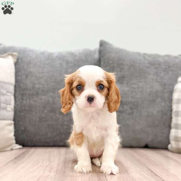 Addie, Cavalier King Charles Spaniel Puppy