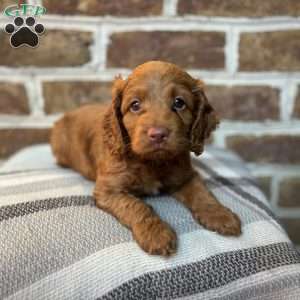 Cooper, Cockapoo Puppy