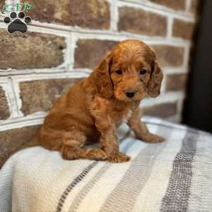 Max, Cockapoo Puppy