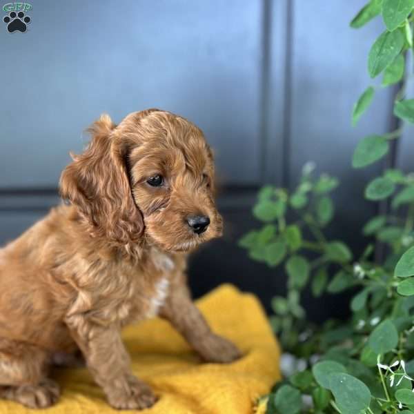 Max, Cockapoo Puppy