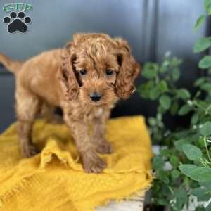 Max, Cockapoo Puppy