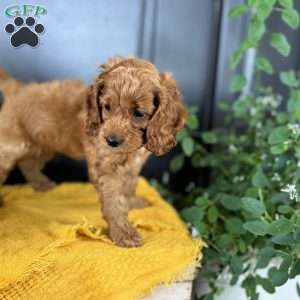 Max, Cockapoo Puppy