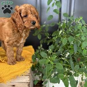 Max, Cockapoo Puppy